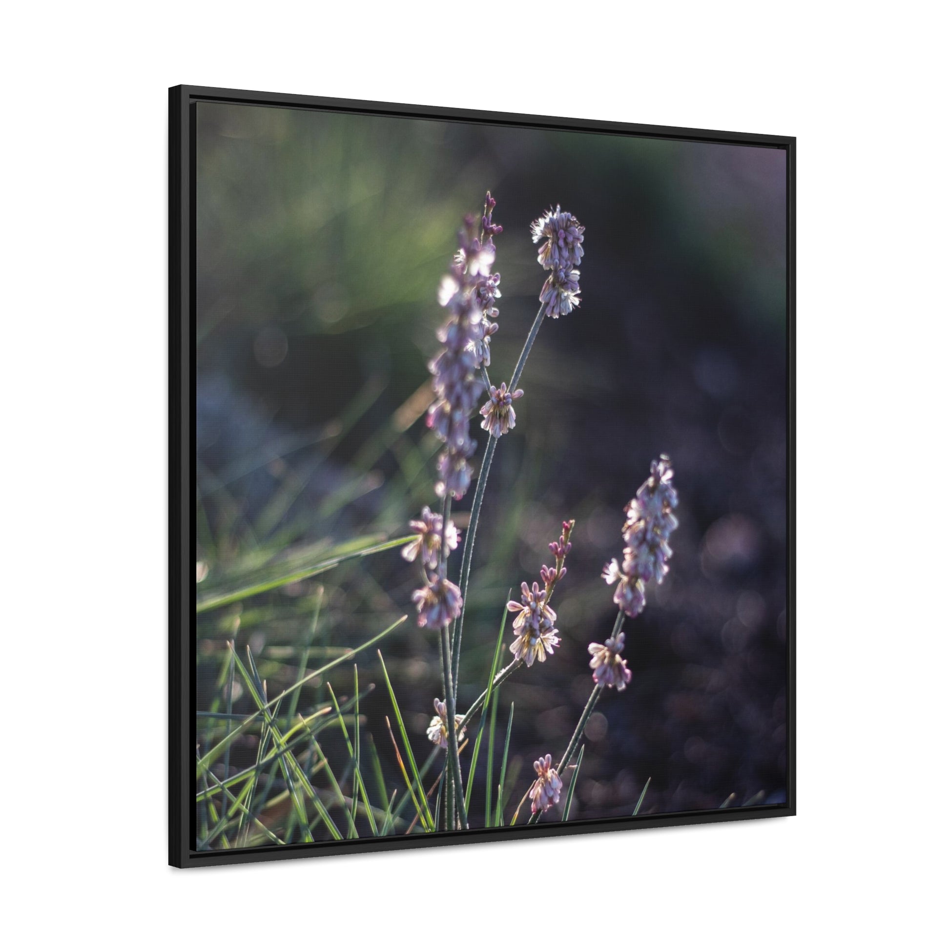 Macro purple flower photograph Gallery Canvas Wraps, Square Frame Canvas Printify   