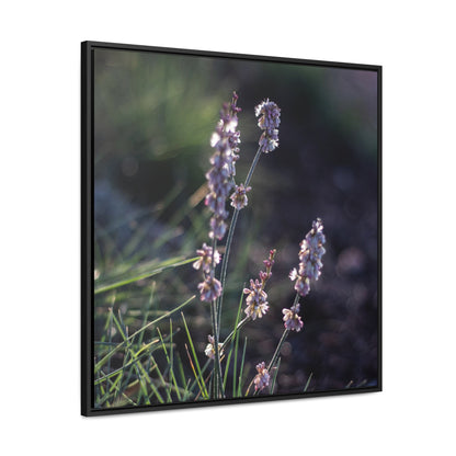 Macro purple flower photograph Gallery Canvas Wraps, Square Frame Canvas Printify   