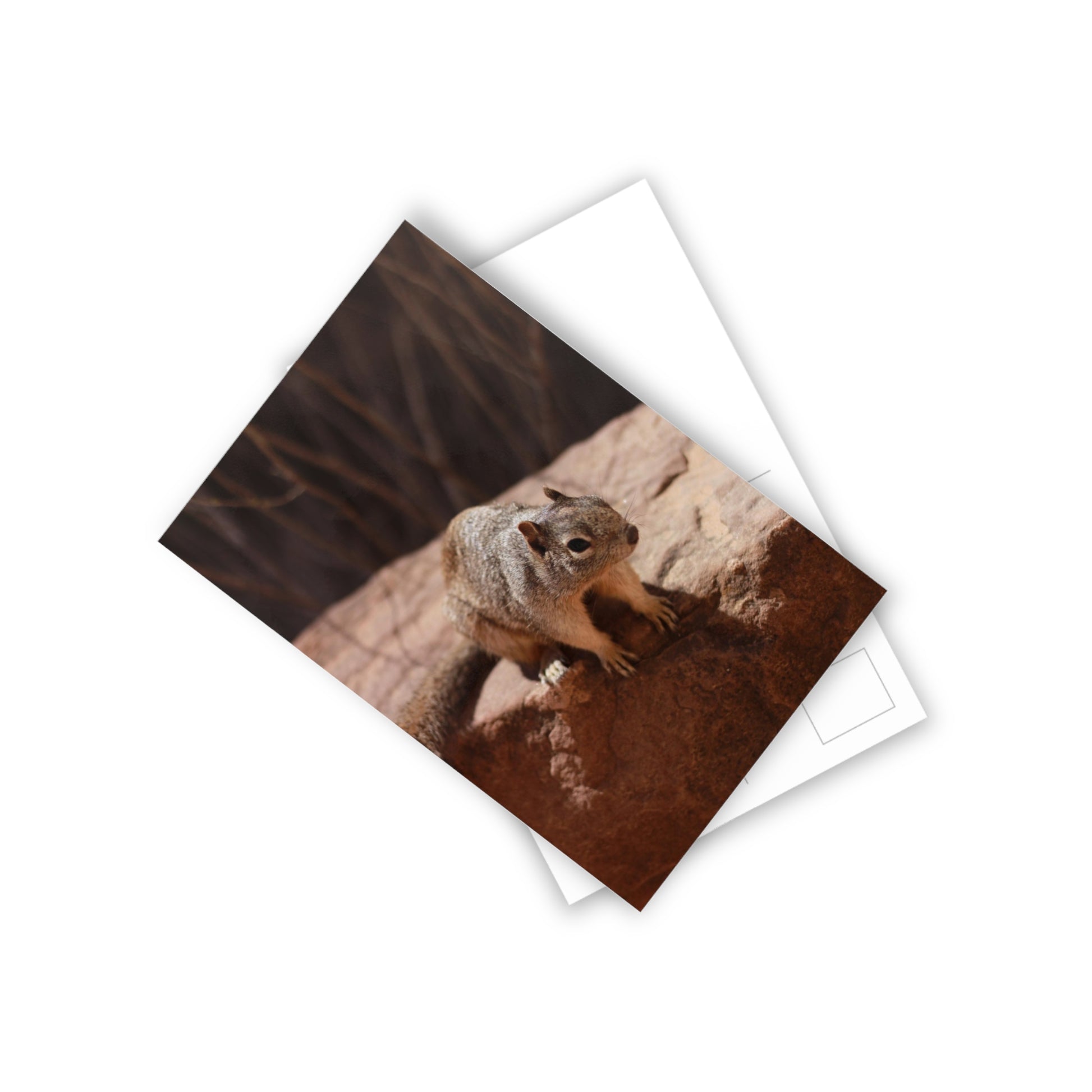 Squirrel Postcards (10pcs) Paper products Printify   