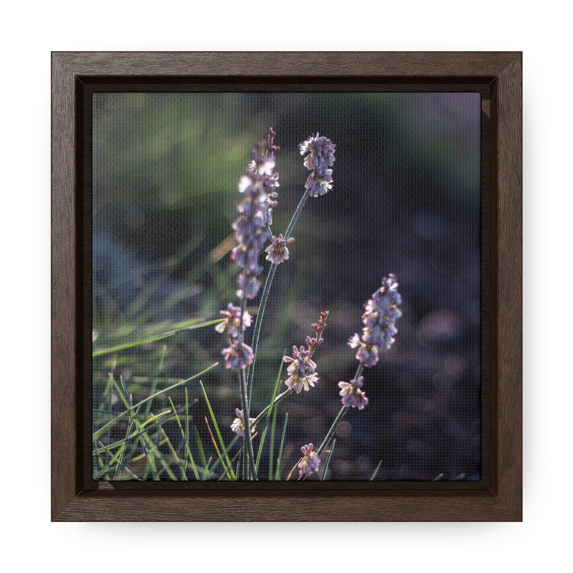 Macro purple flower photograph Gallery Canvas Wraps, Square Frame Canvas Printify   