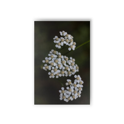 White flowers Postcards (10pcs) Paper products Printify   