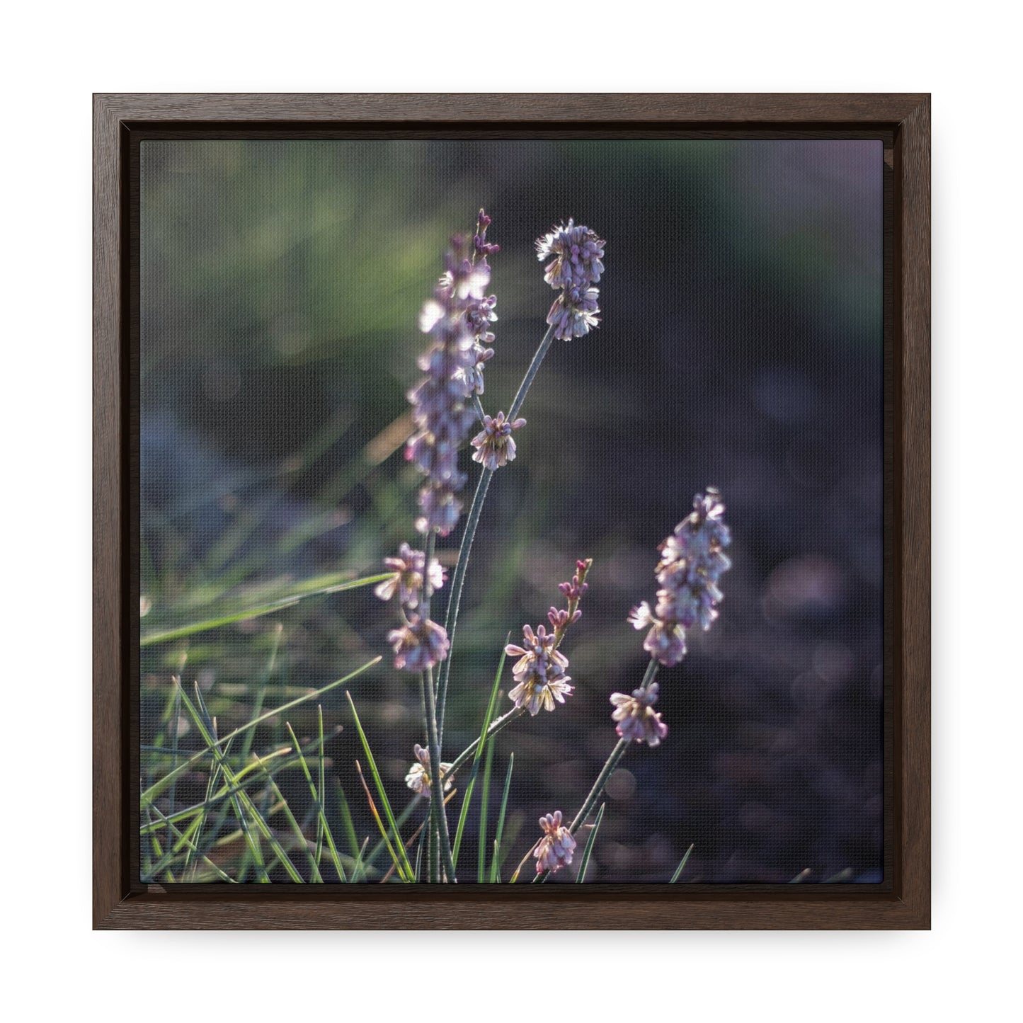 Macro purple flower photograph Gallery Canvas Wraps, Square Frame Canvas Printify   