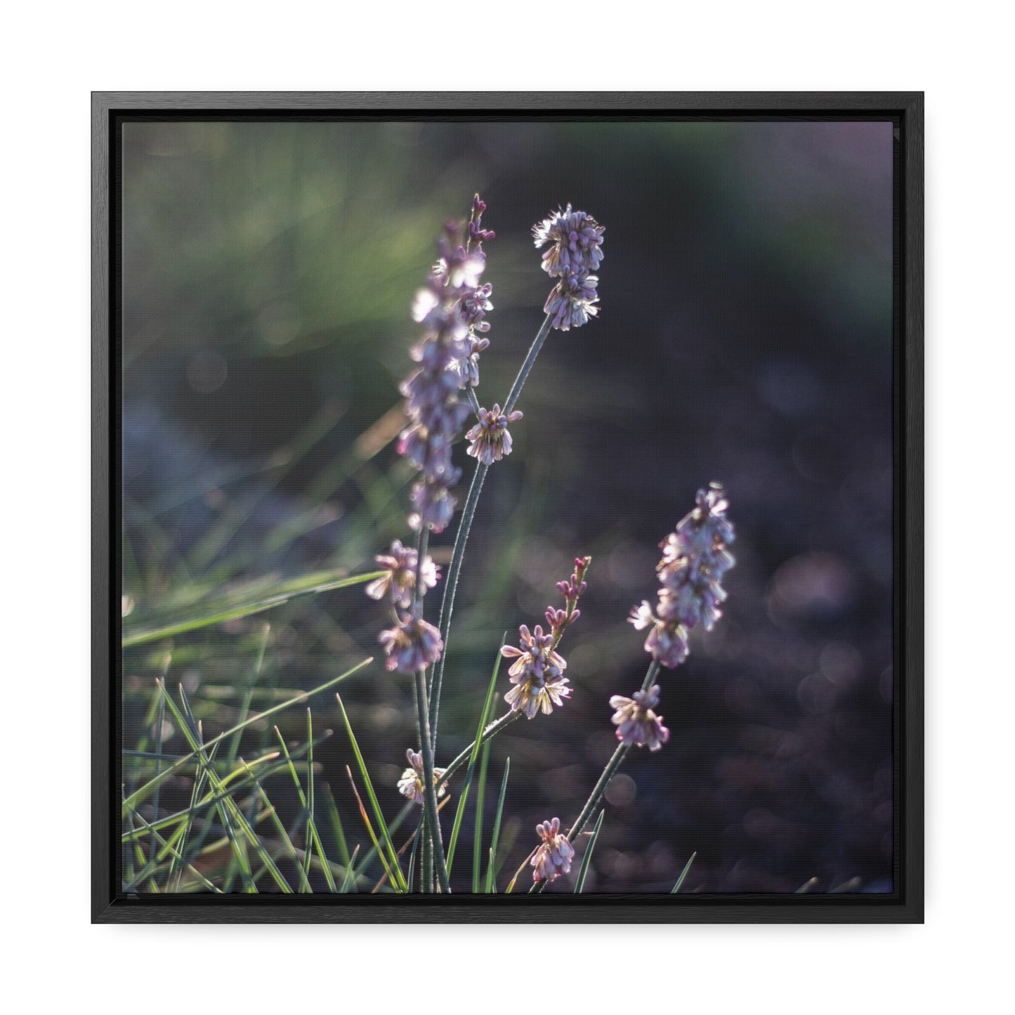 Macro purple flower photograph Gallery Canvas Wraps, Square Frame Canvas Printify   