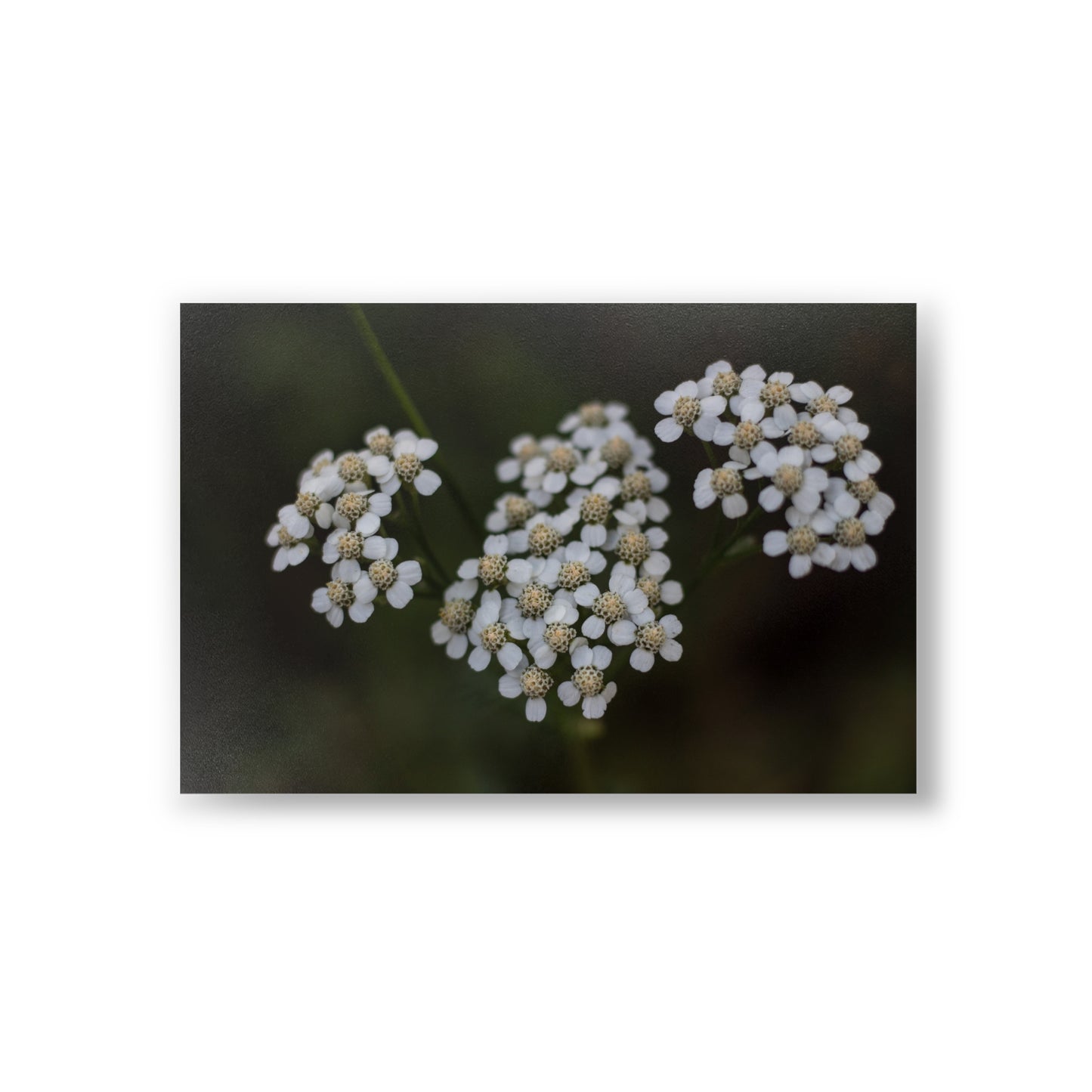 White flowers Postcards (10pcs) Paper products Printify   