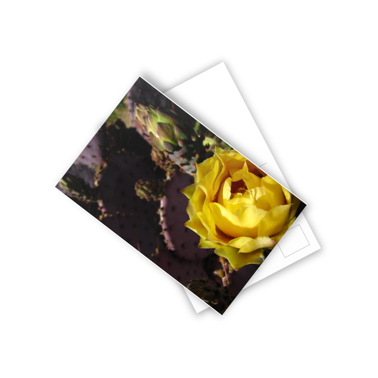 Yellow Cactus blossom Postcards (10pcs) Paper products Printify   