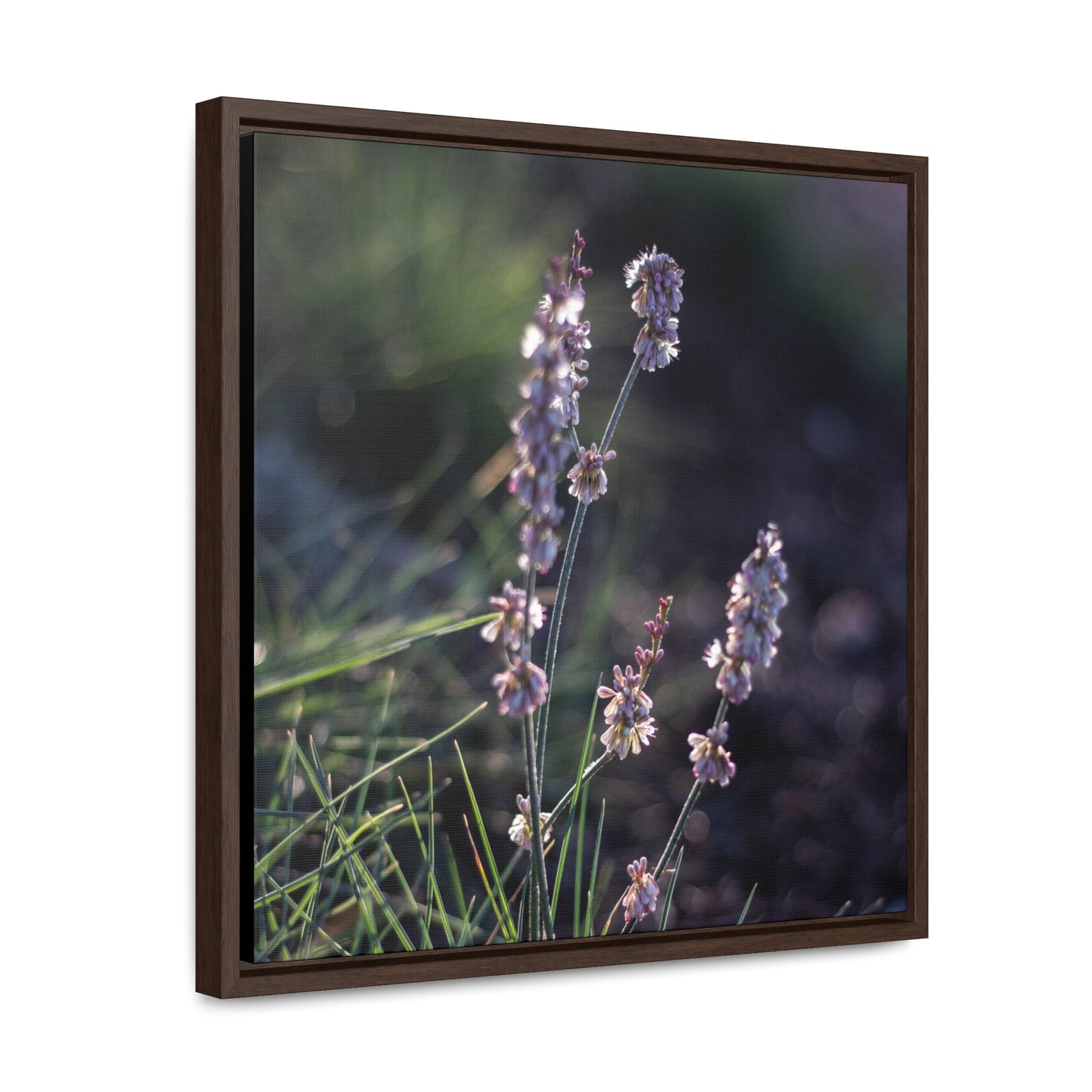 Macro purple flower photograph Gallery Canvas Wraps, Square Frame Canvas Printify   