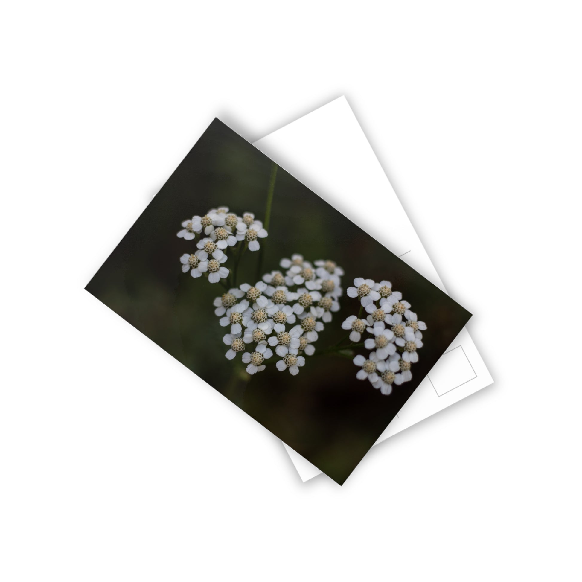 Floral Postcards (10pcs) Paper products Printify   