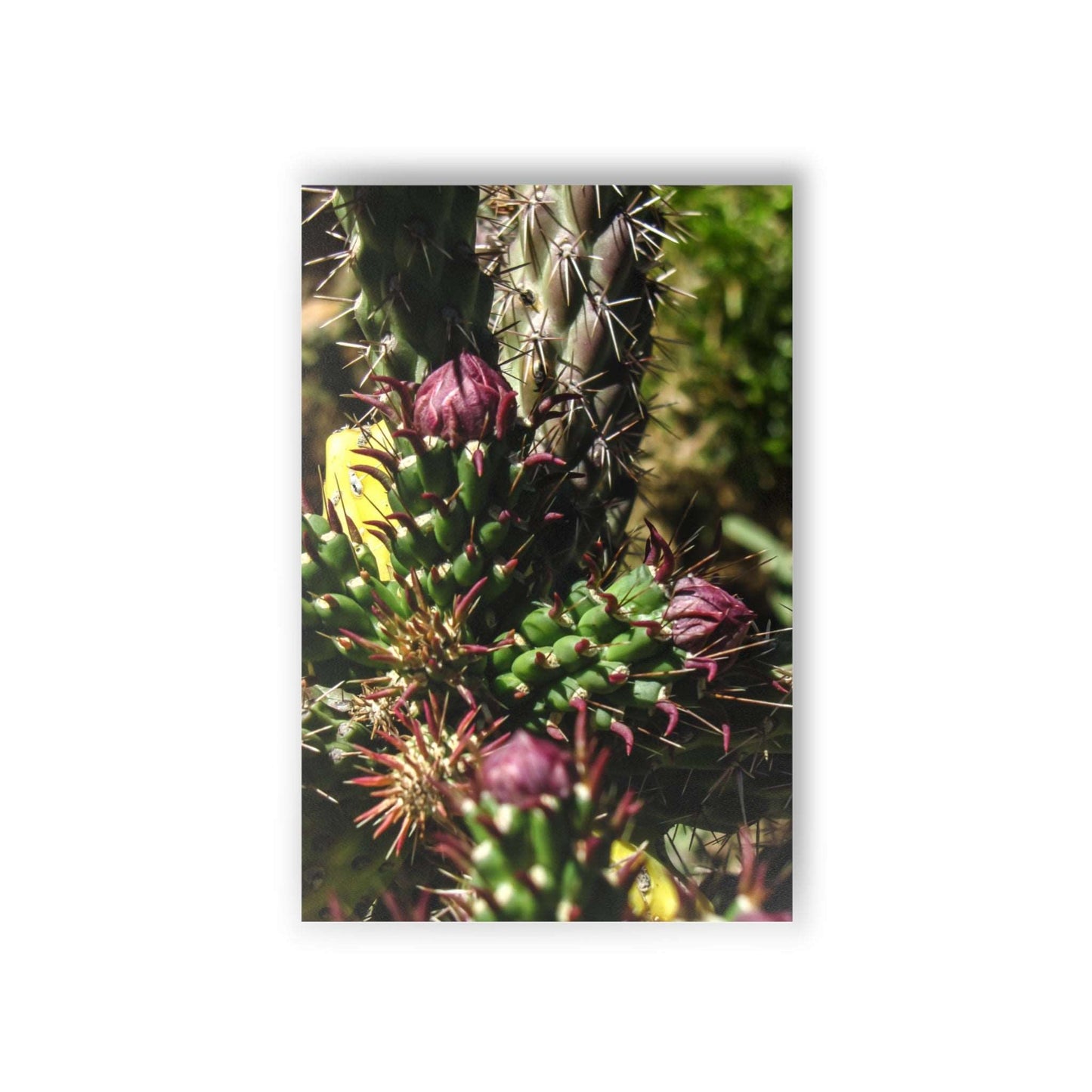 Cacti Postcards (10pcs) Paper products Printify   