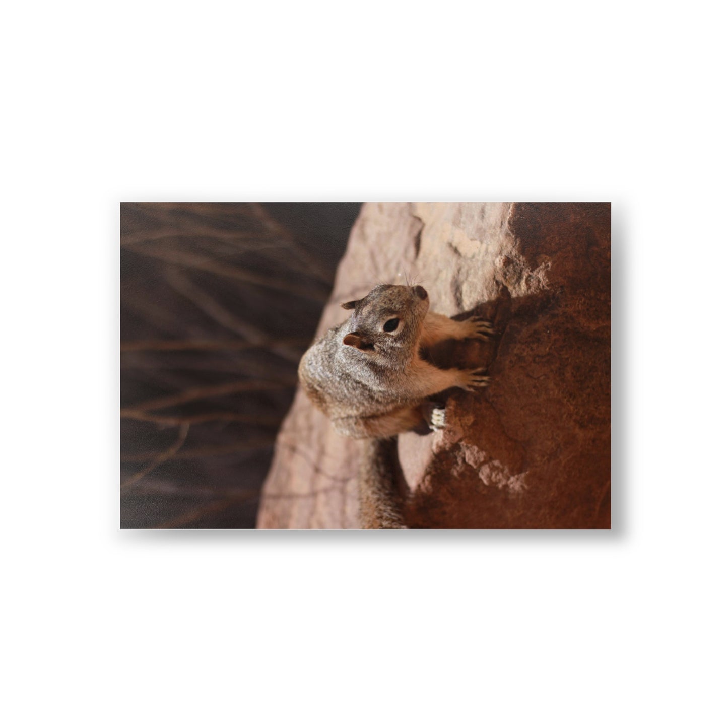 Squirrel Postcards (10pcs) Paper products Printify   