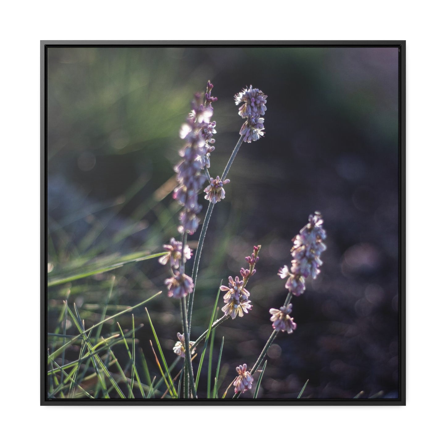 Macro purple flower photograph Gallery Canvas Wraps, Square Frame Canvas Printify   